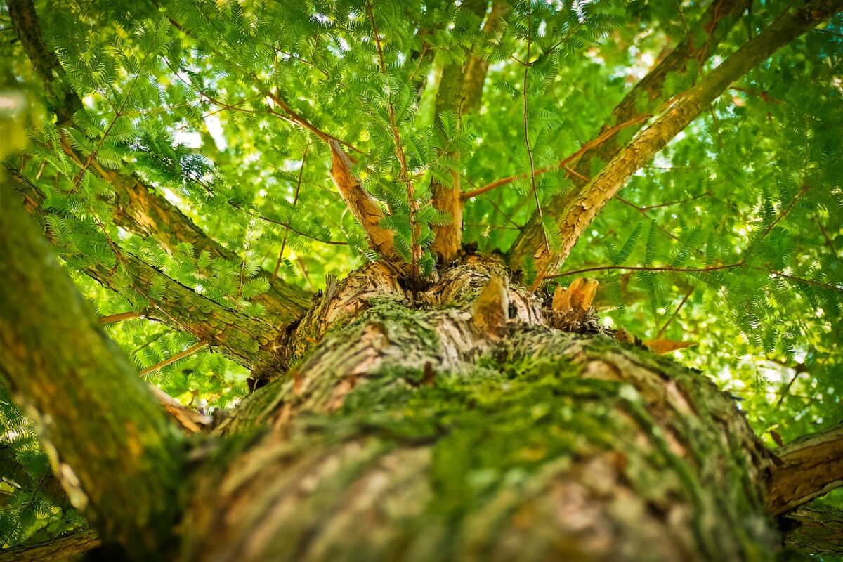Wood Value